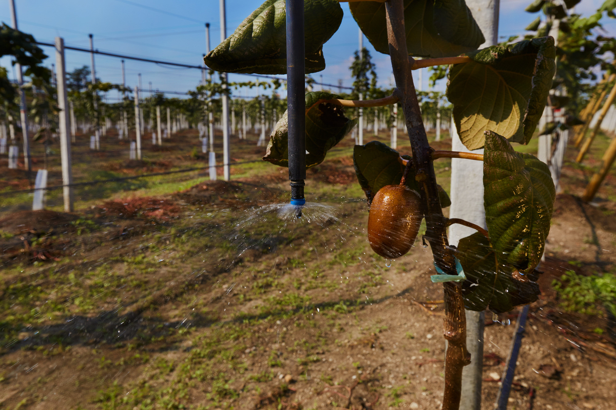 Rega gota-a-gota em kiwi