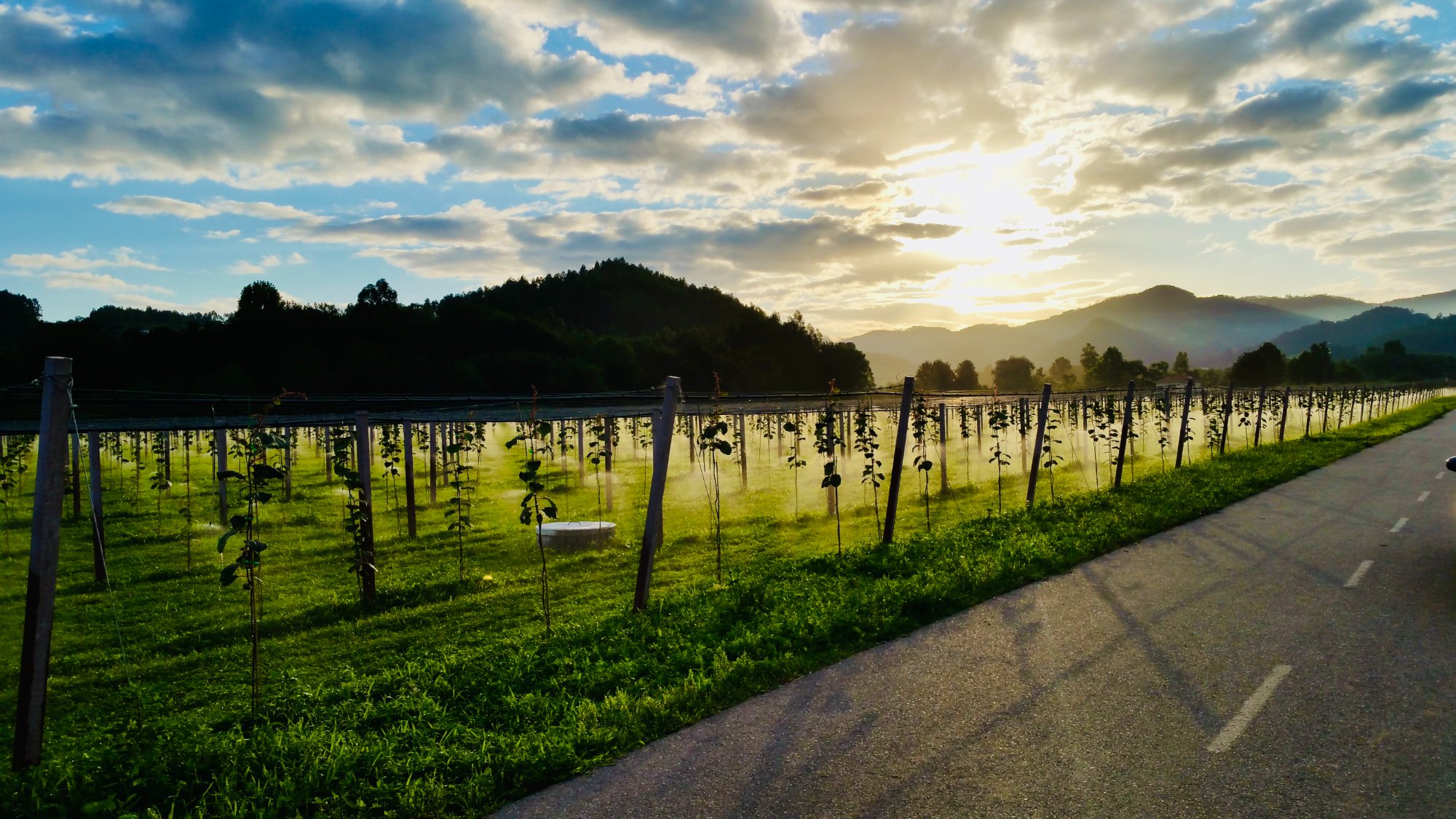 Plantação de kiwis